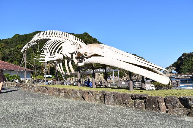 世界で一番大きな生き物シロナガスクジラの骨格標本 ブログ くじらにく Com
